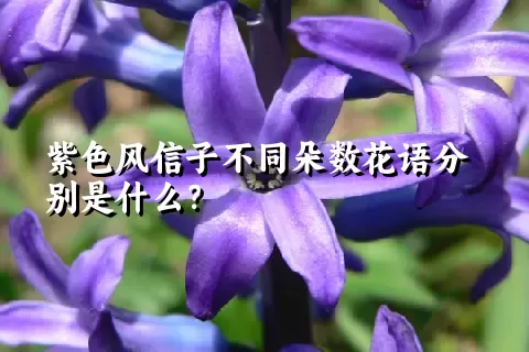 紫色风信子不同朵数花语分别是什么？