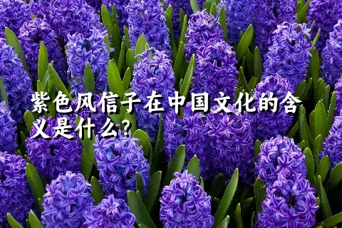 紫色风信子在中国文化的含义是什么？