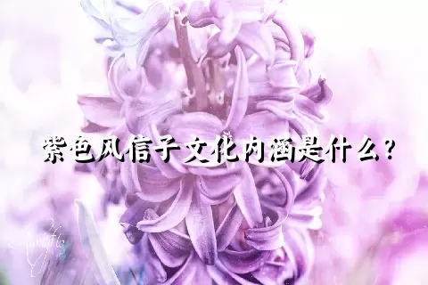 紫色风信子文化内涵是什么？