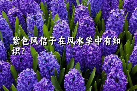 紫色风信子在风水学中有知识？