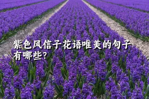 紫色风信子花语唯美的句子有哪些？