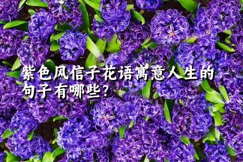 紫色风信子花语寓意人生的句子有哪些？