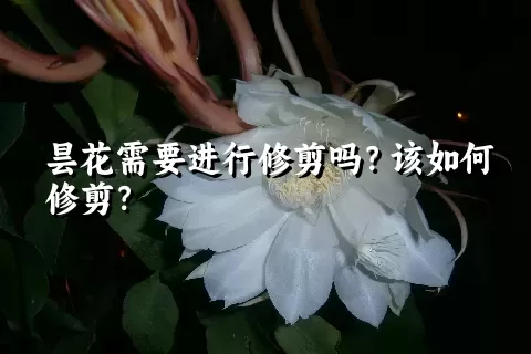 昙花需要进行修剪吗？该如何修剪？