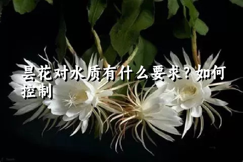 昙花对水质有什么要求？如何控制