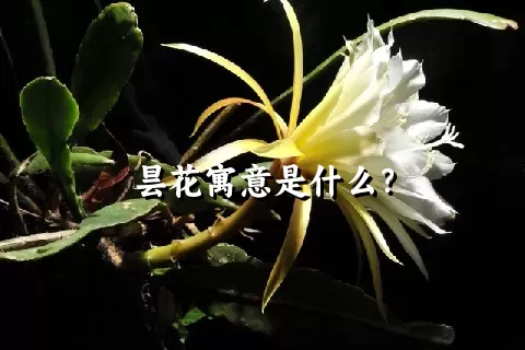 昙花寓意是什么？
