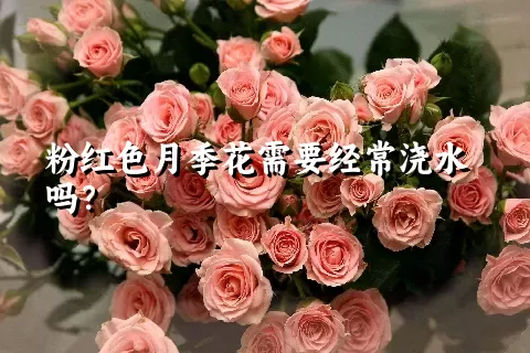 粉红色月季花需要经常浇水吗？