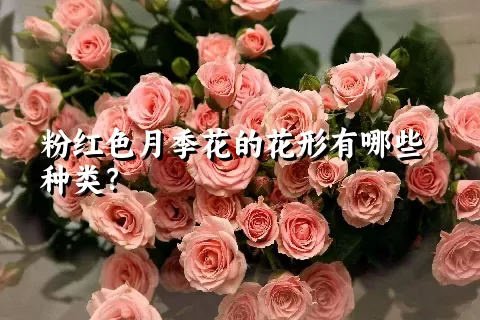 粉红色月季花的花形有哪些种类？