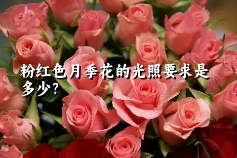 粉红色月季花的光照要求是多少？