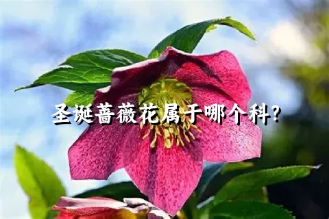 圣诞蔷薇花属于哪个科？