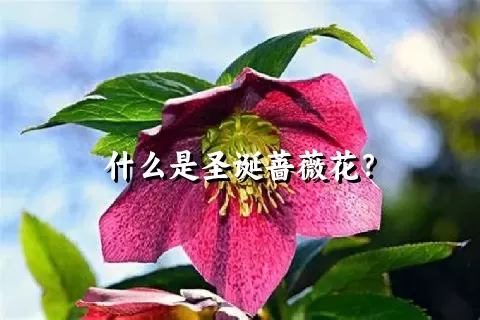 什么是圣诞蔷薇花？