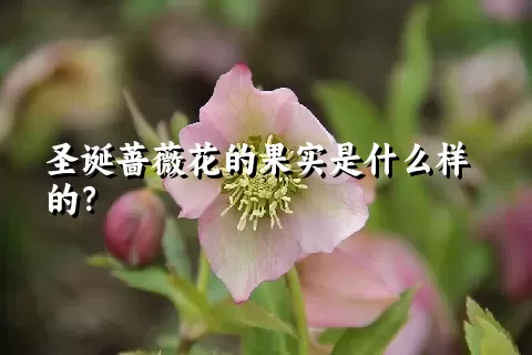 圣诞蔷薇花的果实是什么样的？