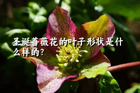 圣诞蔷薇花的叶子形状是什么样的？