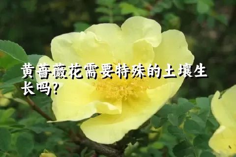 黄蔷薇花需要特殊的土壤生长吗?