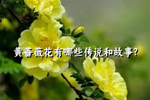 黄蔷薇花有哪些传说和故事?