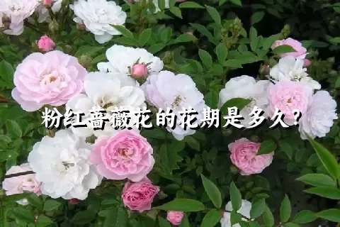 粉红蔷薇花的花期是多久？