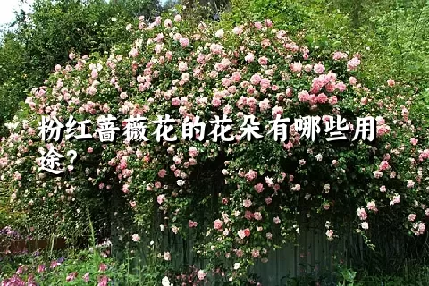 粉红蔷薇花的花朵有哪些用途？