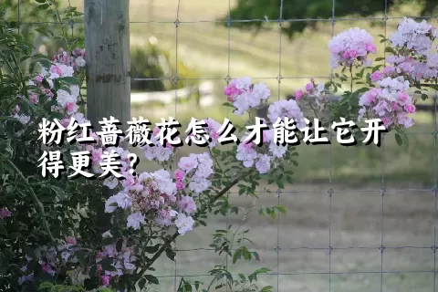 粉红蔷薇花怎么才能让它开得更美？