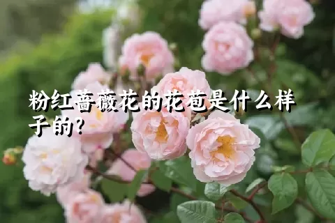 粉红蔷薇花的花苞是什么样子的？