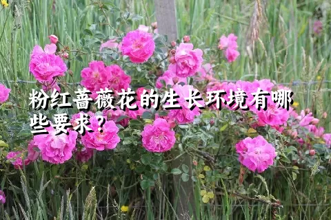 粉红蔷薇花的生长环境有哪些要求？