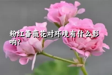 粉红蔷薇花对环境有什么影响？