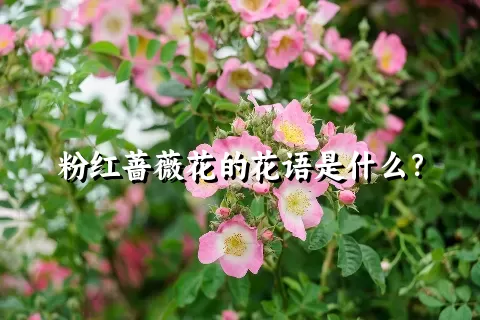 粉红蔷薇花的花语是什么？