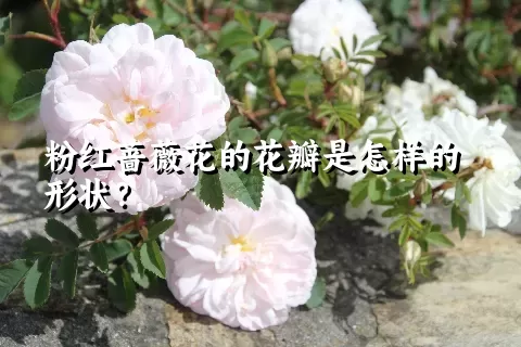 粉红蔷薇花的花瓣是怎样的形状？