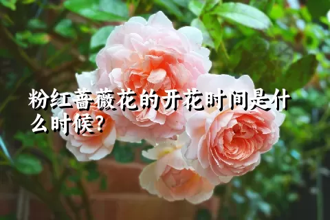 粉红蔷薇花的开花时间是什么时候？