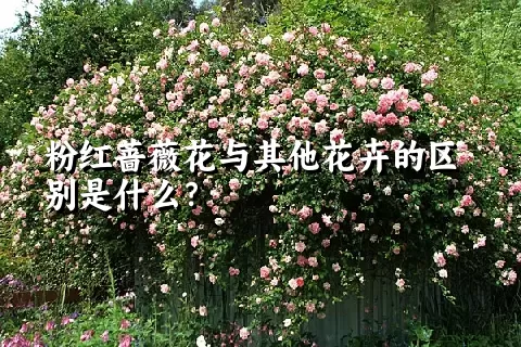 粉红蔷薇花与其他花卉的区别是什么？