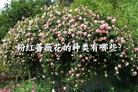 粉红蔷薇花的种类有哪些？