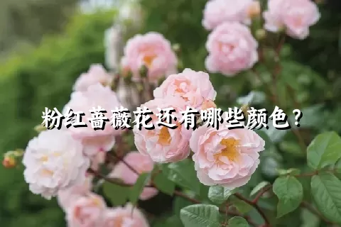 粉红蔷薇花还有哪些颜色？