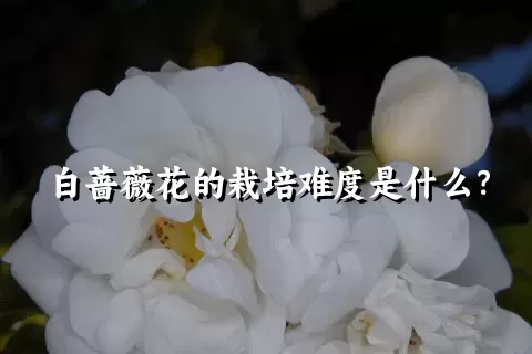 白蔷薇花的栽培难度是什么？
