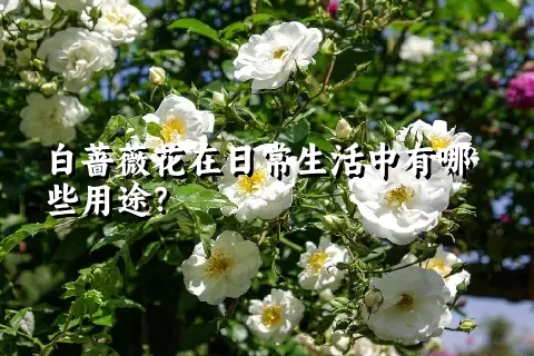 白蔷薇花在日常生活中有哪些用途？