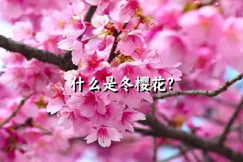 什么是冬樱花?