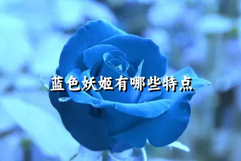 蓝色妖姬有哪些特点