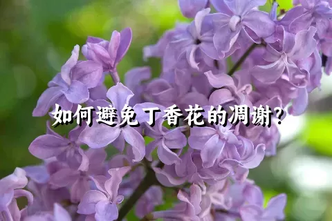 如何避免丁香花的凋谢？