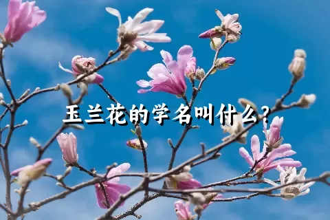 玉兰花的学名叫什么？