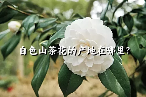 白色山茶花的产地在哪里？