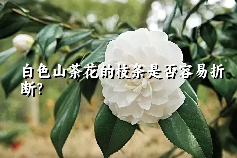 白色山茶花的枝条是否容易折断？