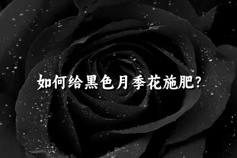 如何给黑色月季花施肥？