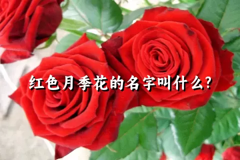 红色月季花的名字叫什么?