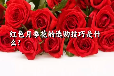 红色月季花的选购技巧是什么?