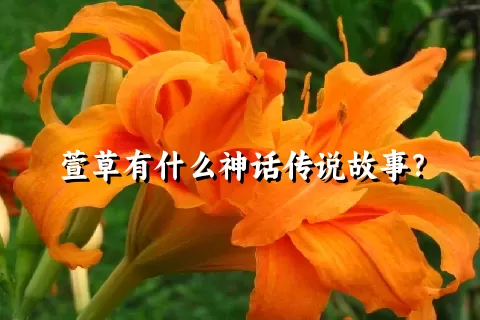 萱草有什么神话传说故事？