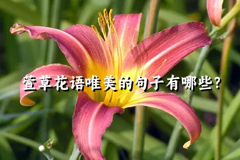 萱草花语唯美的句子有哪些？