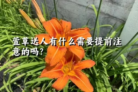 萱草送人有什么需要提前注意的吗？