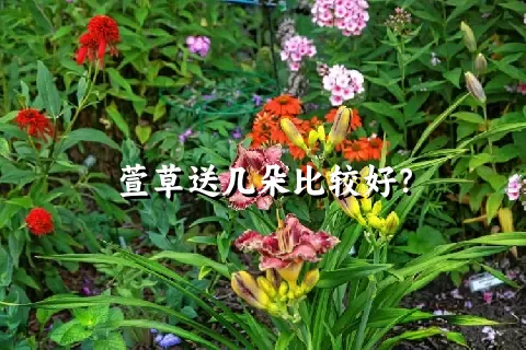 萱草送几朵比较好？