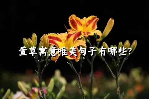 萱草寓意唯美句子有哪些？