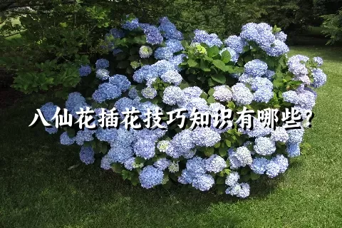 八仙花插花技巧知识有哪些？