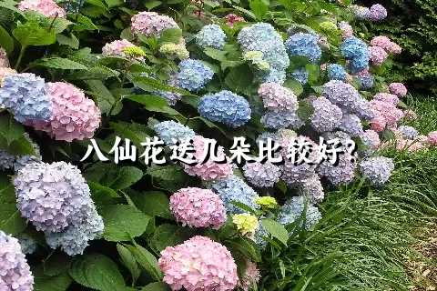 八仙花送几朵比较好？