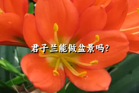 君子兰能做盆景吗？
