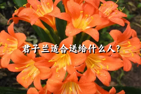 君子兰适合送给什么人？